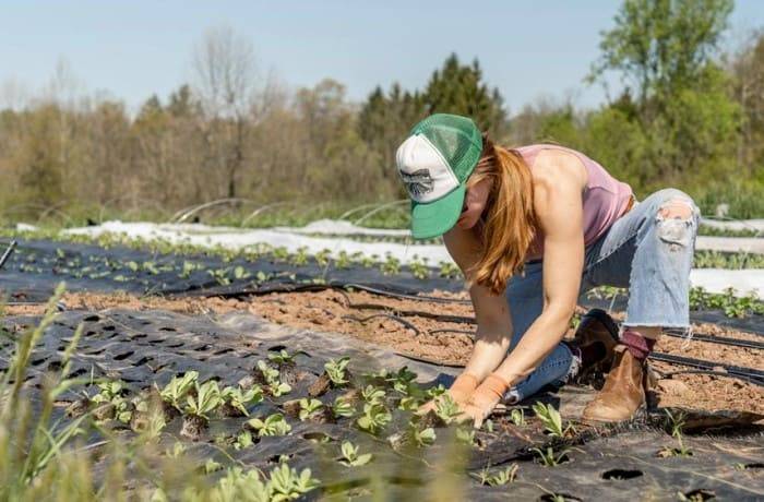 bonus agricoltura più impresa 
