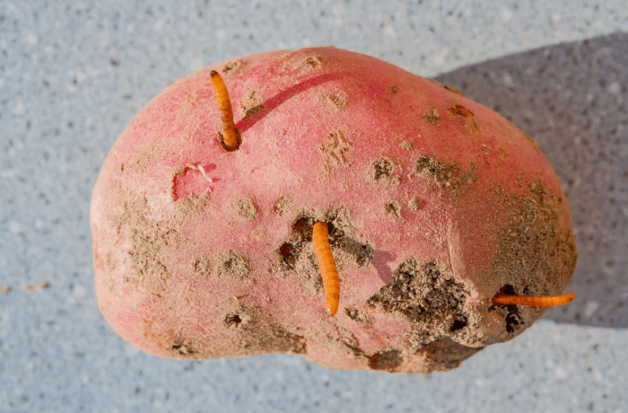 elateridi delle patate 1