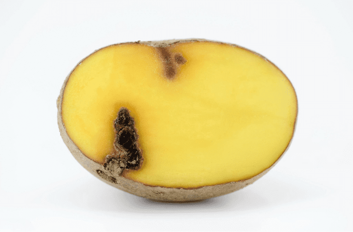 elateridi delle patate 2