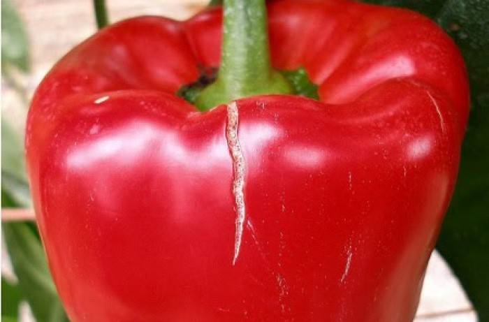 fisiopatie del peperone 1