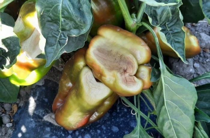 fisiopatie del peperone 2