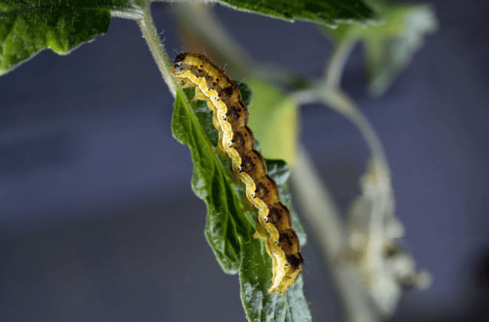 nottua gialla del pomodoro 2