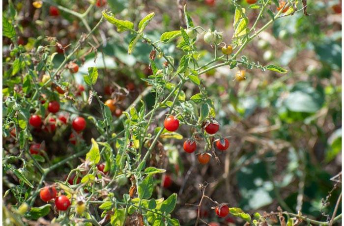 pomodori selvatici