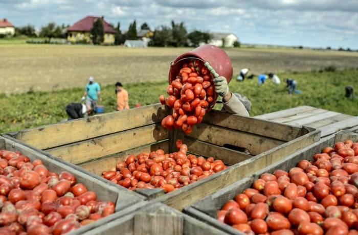 pomodoro pelato di puglia