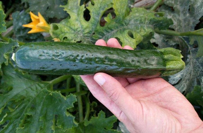 zucchino