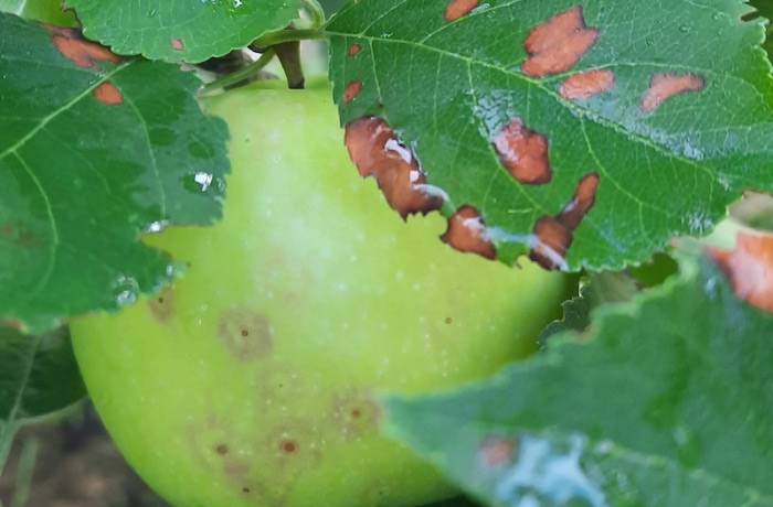 Colletotrichum chrysophilum melo