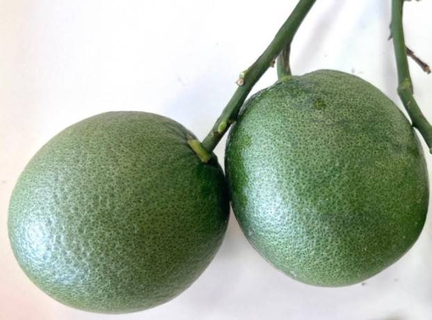 Frutti con sintomi acaro degli agrumi