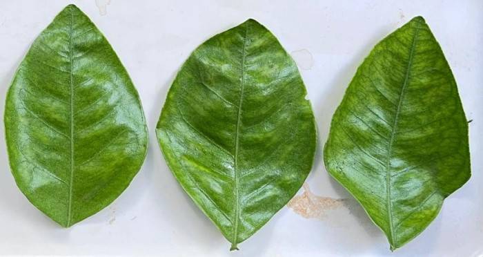 acaro degli agrumi foglie