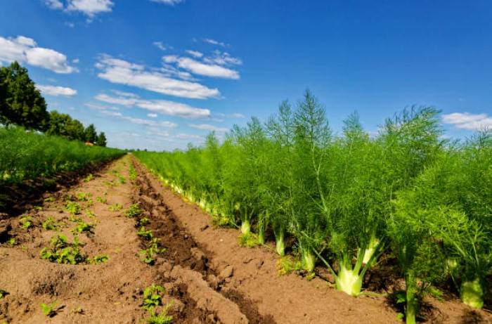 avversità del finocchio 1