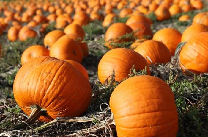 coltivazione della zucca