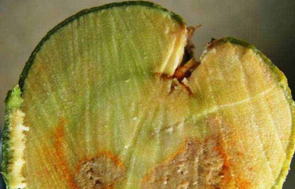 mal secco agrumi limone