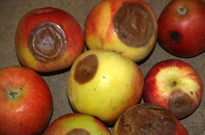 marciume lenticellare