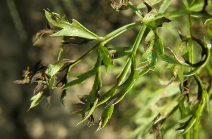 marciume nero sintomi