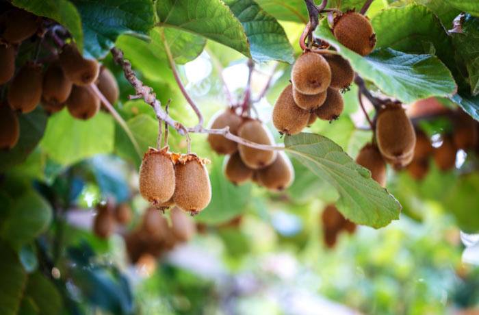 qualità del kiwi 