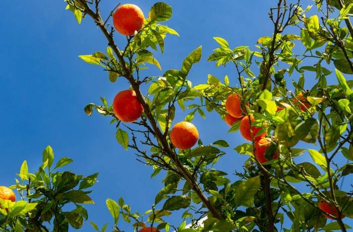 stress idrico e agrumi