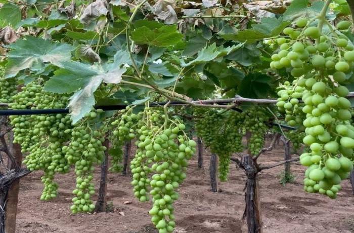 FISIOPATIE DELLA VITE 1