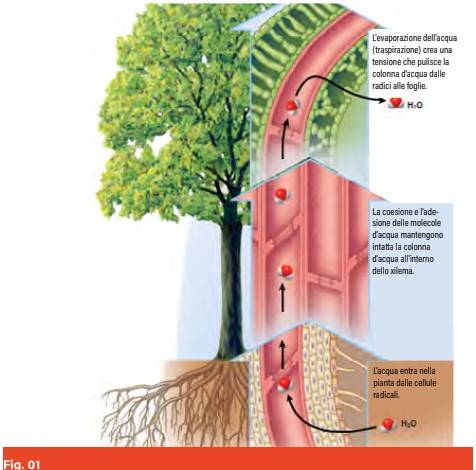 FISIOPATIE DELLA VITE grafico