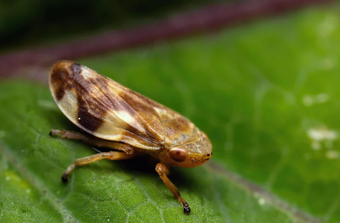 Philaenus-spumarius piano d'azione xylella