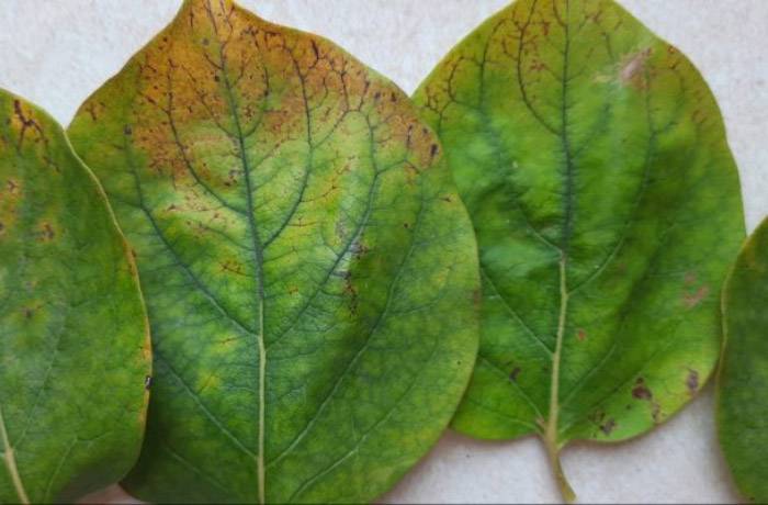 alterazioni fogliari 