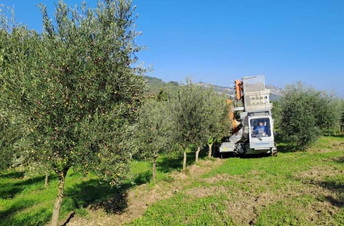 campagna olive 2024