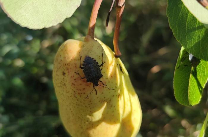 cimice-asiatica su pero veneto