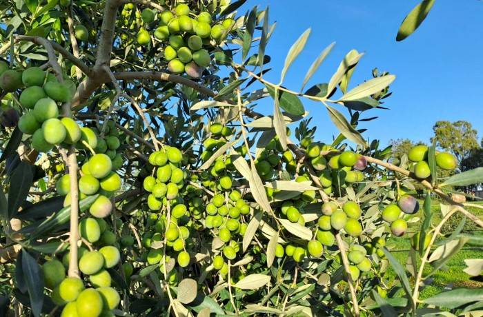 stagione olive 2024