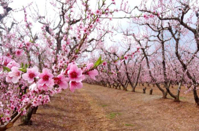 Fertilità delle gemme - Fioritura Pesco