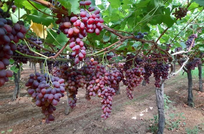 Fertilità delle gemme - Grappoli Uva (2)