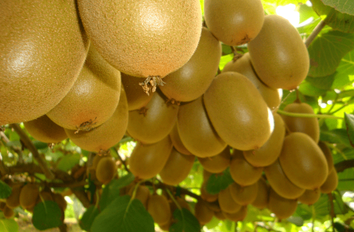 Fertilità delle gemme - Kiwi