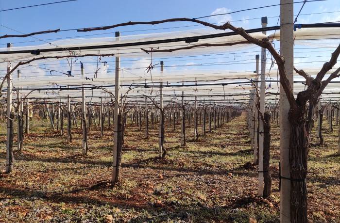 Fertilità delle gemme - Viti bruno (2)