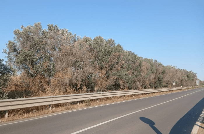 Xylella-in-Puglia
