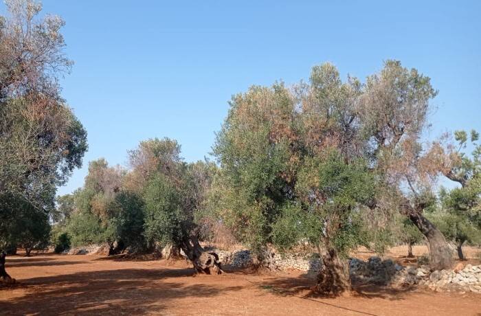 Xylella-in-puglia-ulivo-infetto