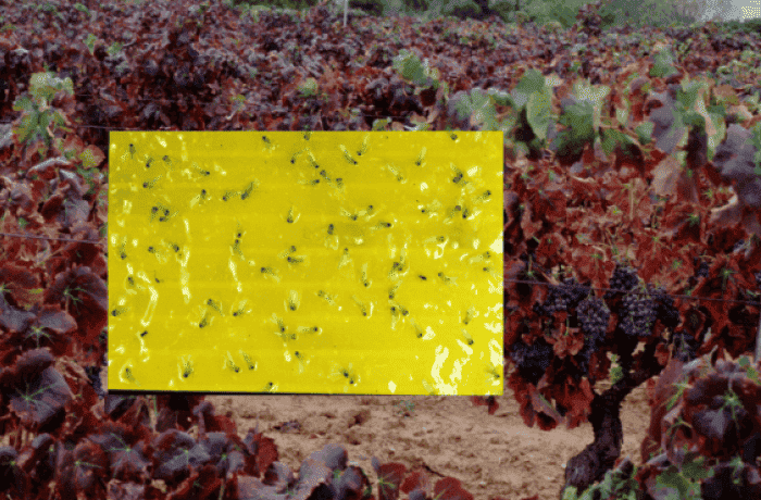 cicalina africana cattura (2) (1) (1)