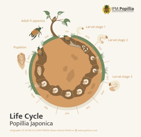ciclo biologico popilia japonica