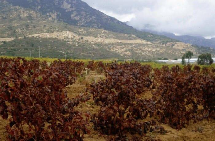 danni cicalina africana (1)