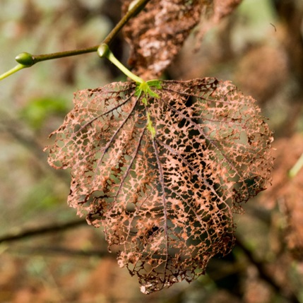 danni popilia japonica