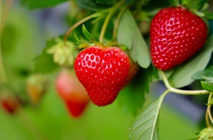 fragole unifere