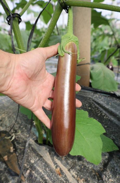 melanzana color cioccolato