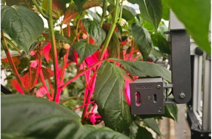 salinizzazione del suolo