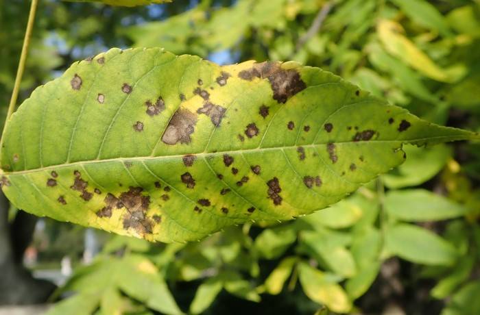 xylella fastidiosa wls
