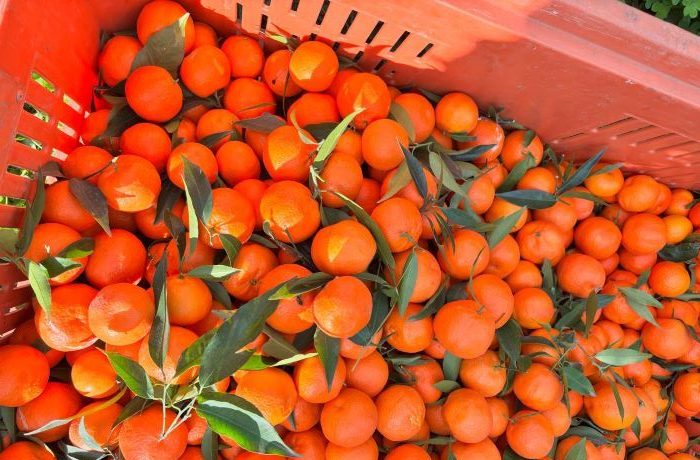 clementine