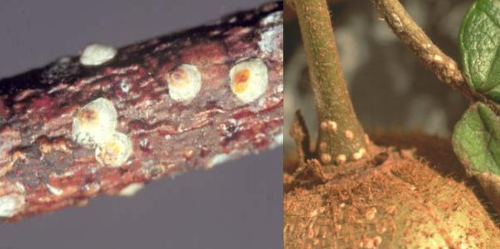 cocciniglia su actinidia