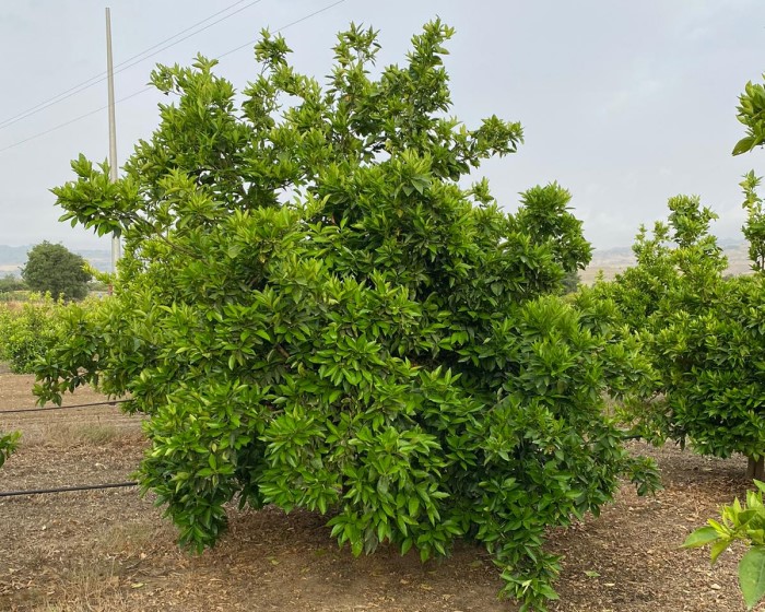 portinnesti agrumi