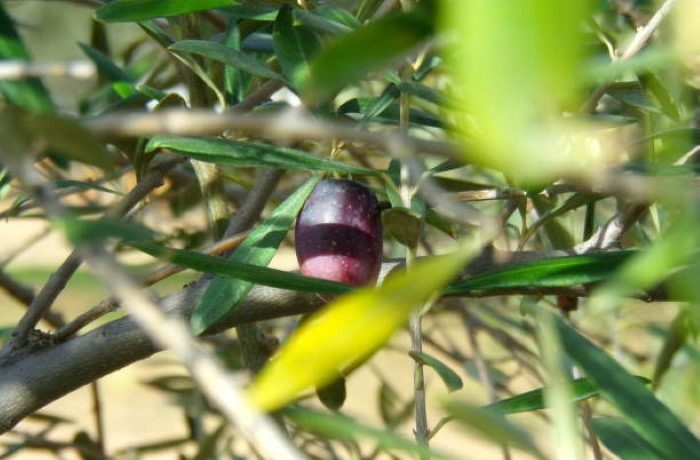 varietà di olivo