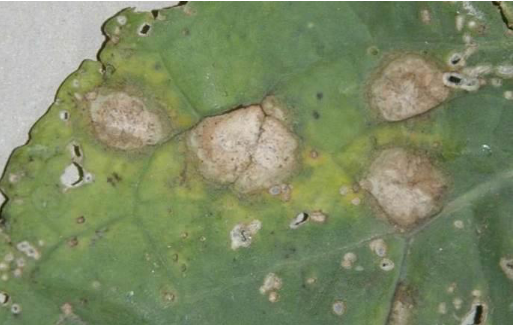 Cercosporiosi-su-cavolo-broccolo-con-le-tipiche-macchie-bianche-contornate-da-necrosi