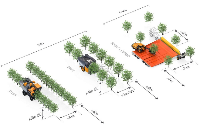 Olivicoltura in Salento