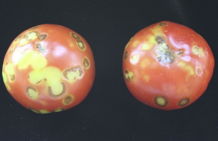 Tomato-mosaic-virus-