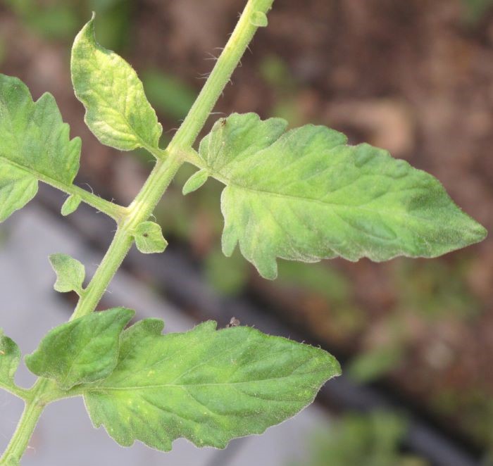 tomato mosaic virus