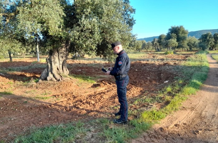 Xylella in Puglia - misure obbligatorie