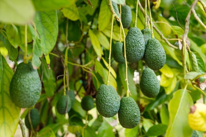 avocado hass